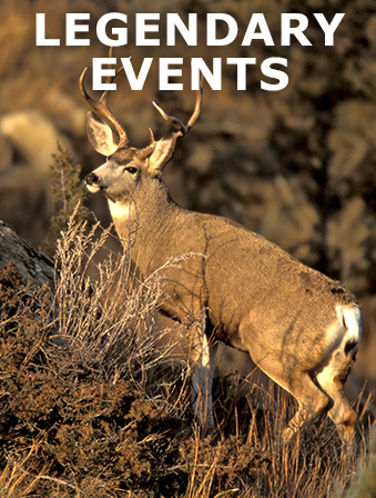 A deer standing in a field, with overlay text that reads: Legendary Events