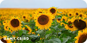 Close-up of a sunflower field, with overlay text that reads: @amy.cbird