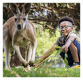 Young boy holding a branch of leaves crouching next to a kangaroo