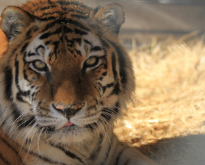 Close-up of a tiger's face