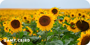 Close-up of a sunflower field with overlay text that reads: @amy.cbird