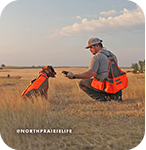 Man and a dog wearing an orange vest hunting in a field, with overlay text that reads: @northprairielife