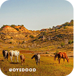 Several horses grazing on brown grass with rock formations behind them, with overlay text that reads: @oyedood