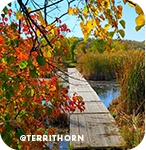 A wood boardwalk over water surrounded by red and yellow leaves, with overlay text that reads: @territhorn