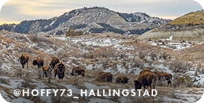 Buffalo grazing on snowy hills, with overlay text that reads: @hoffy73_hallingstad