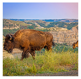 A bison grazing with rock formations in the background
