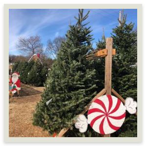 xmastreefarms