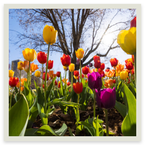 tulip