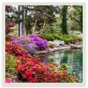 Azalea