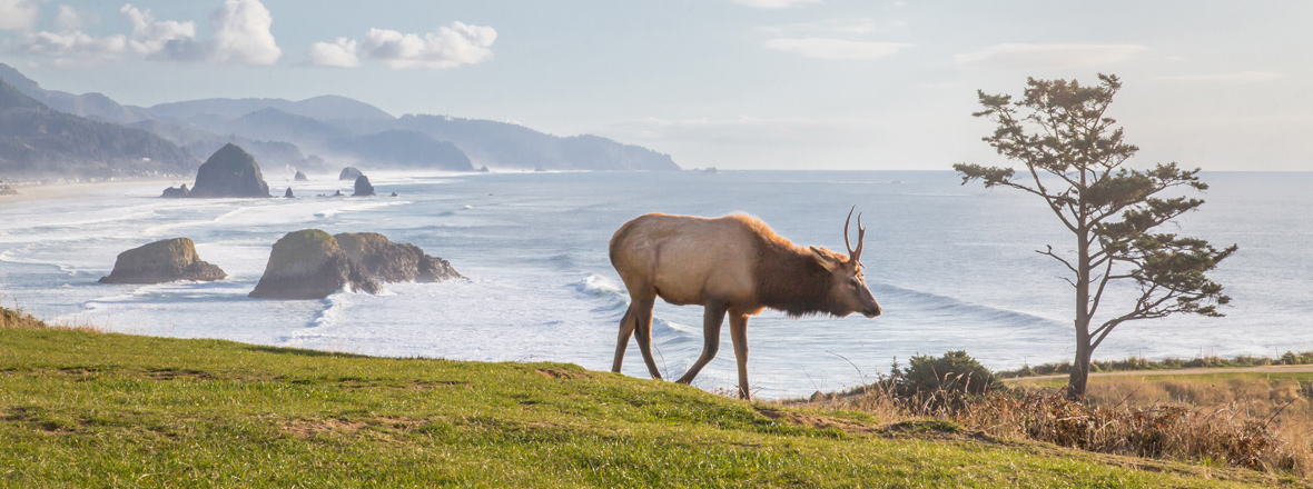 Elk
