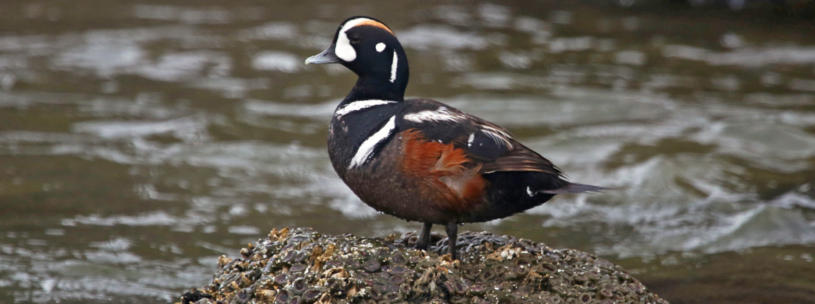 Birding