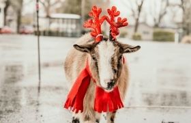 A baby goat dressed with red antlers and a red scarf.