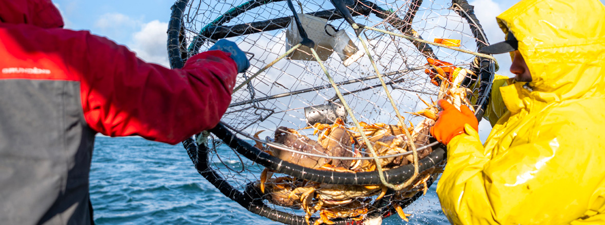 Two people in raincoats bring in large fishing net with crabs inside.