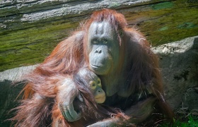 An orangutan mother cuddling her baby.