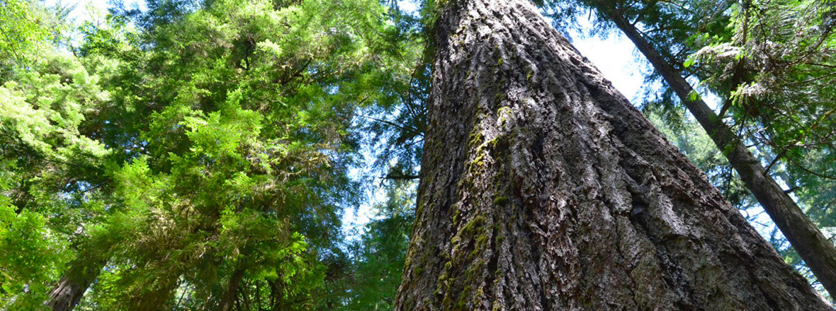 Upward view of a towering tree trunk surrounded by lush green forest canopy.