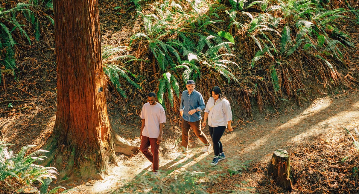 Three people walking along a sunlit forest trail surrounded by ferns and tall trees.