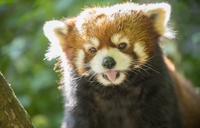 A close-up of a red panda with its tongue sticking out.
