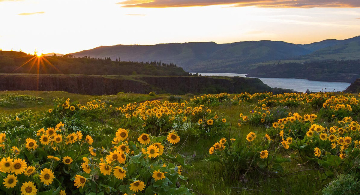 A field of sunflowers set against a backdrop of a sun setting over a small mountain range.
