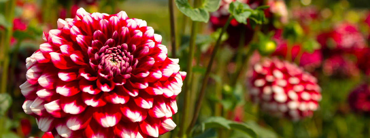 Colorful dahlia flowers.