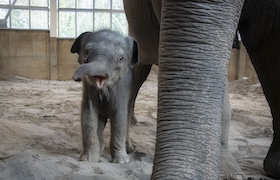 A baby elephant playfully lifting its trunk while standing next to an adult elephant inside an indoor enclosure.