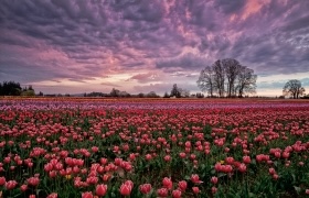 A vast field of blooming tulips stretches toward the horizon under a dramatic, purple-hued sunset sky, with silhouettes of trees in the distance.