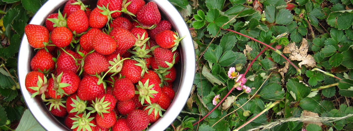 Top-down view of a large container filled with strawberries.