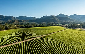Lush green vineyard stretching toward forested hills and mountains under a clear blue sky.