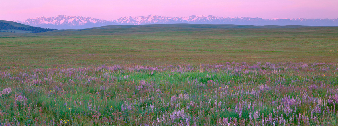 A wide open field of blooming purple wildflowers at sunset, with the snowcapped Wallowa Mountains in the background under a pink and purple sky.