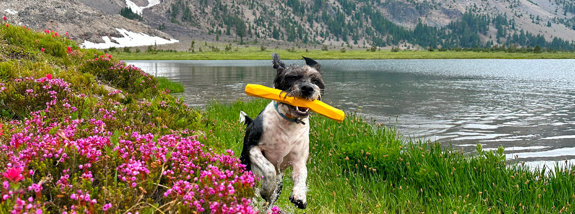 A small terrier with a toy stick prances around the bank of an alpine lake.