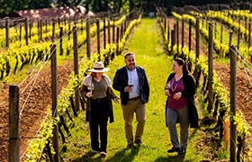 Three people walk through a sunlit vineyard between neat rows of grapevines.
