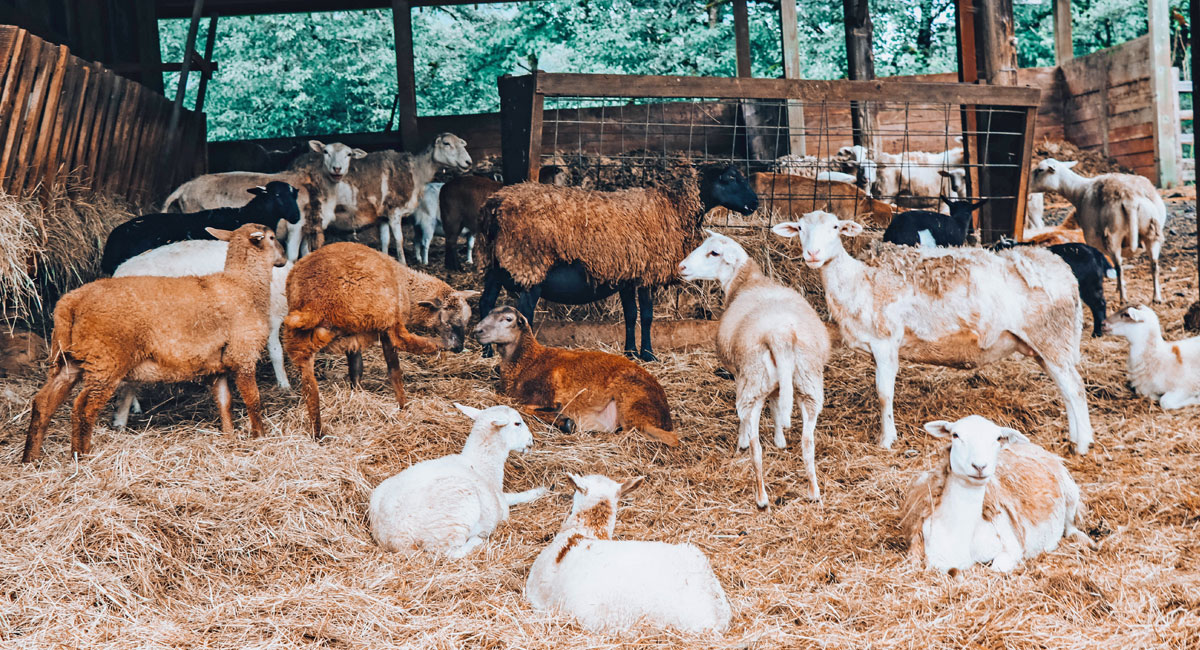 Sheep of varying shades of brown and cream, standing and laying down.
