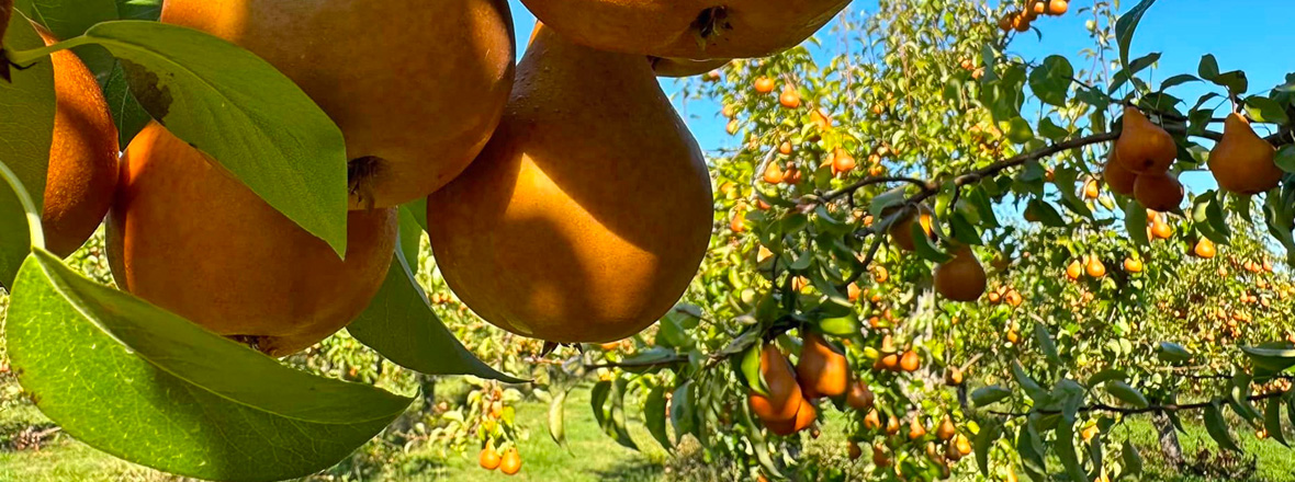 Pears hang from trees.