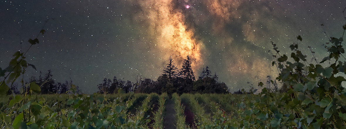 A starry night over vineyards.