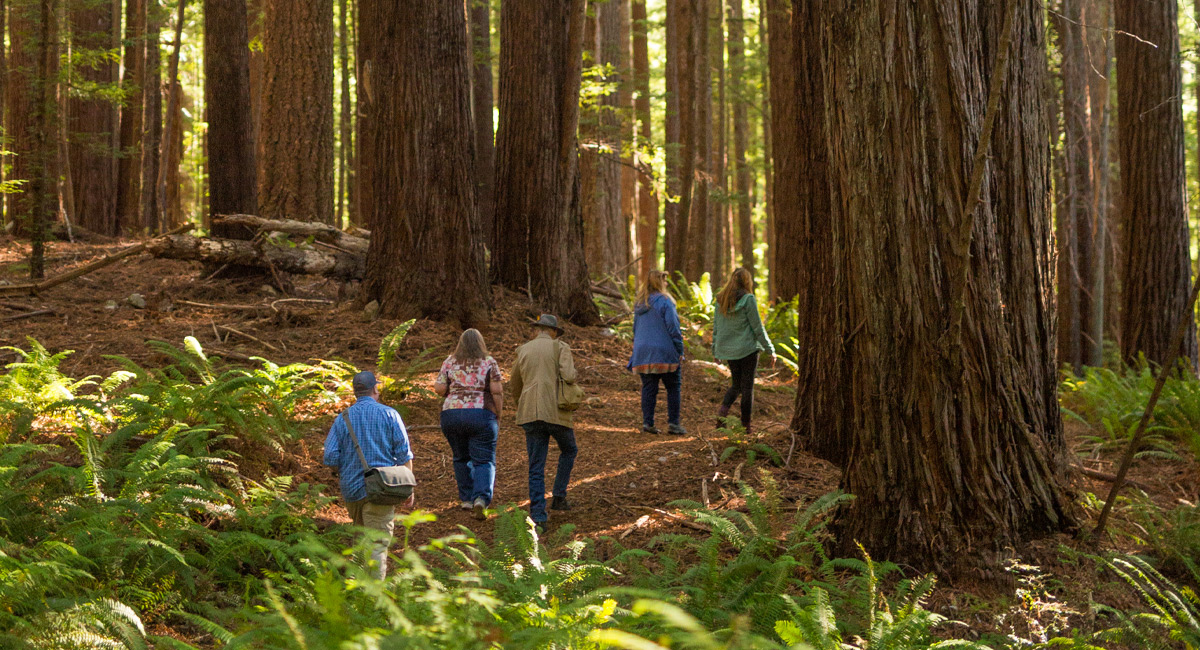 A group hiking among giant redwoods.