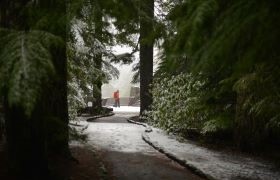 Snow-dusted forest path curving through tall evergreens on a winter day.
