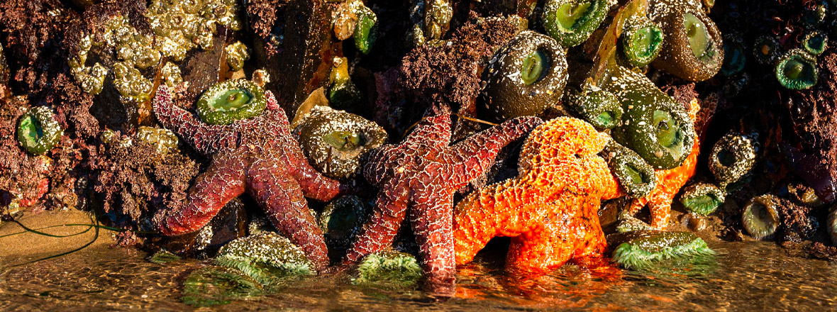 Brightly colored sea stars cling to a rock.