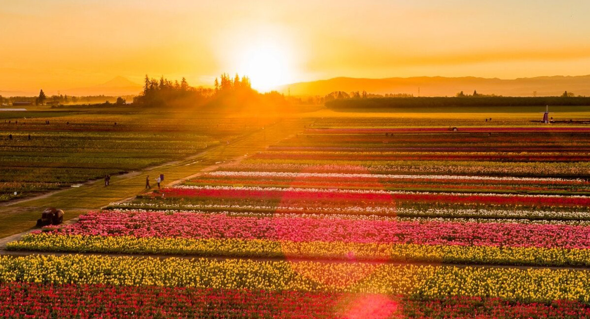 Tulips in field with sunset.