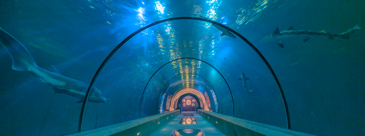 Underwater tunnel exhibit, with small sharks swimming above.