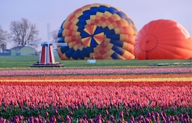 Colorful hot air balloons inflating behind rows of blooming tulips in a field.