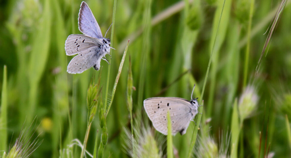 Two small butterflies perched among tall green grasses.