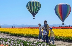 Family walking through a tulip field while hot air balloons float overhead on a clear day.