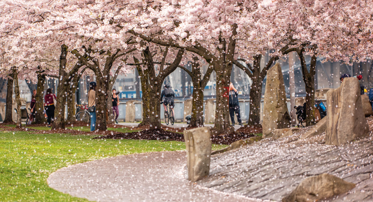 Cherry blossom trees in bloom.