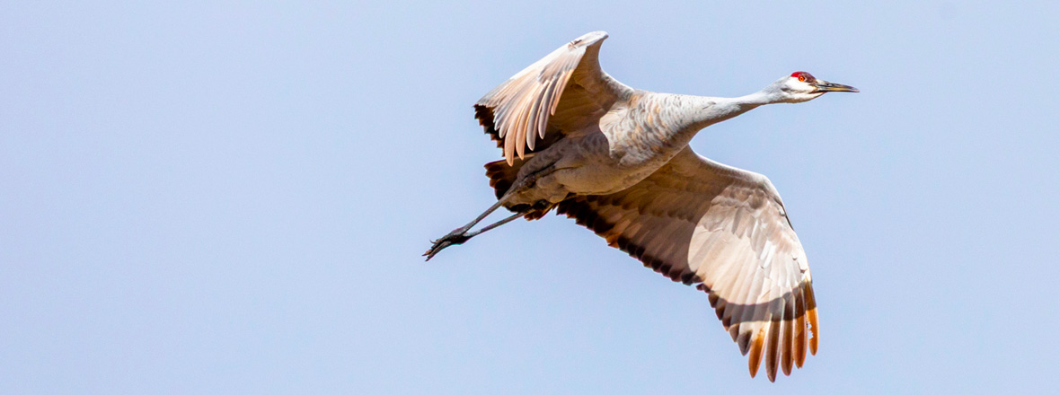 A bird with a very long neck in flight.