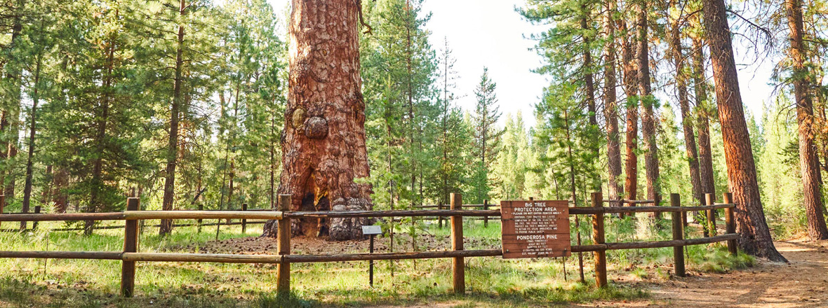 A wooden plaque in front of a large ponderosa pine tree.