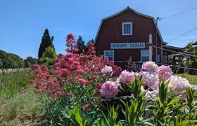 Pink peonies bloom in front of a red barn on a sunny day.