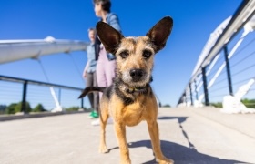 Small dog standing on a pedestrian bridge with a person walking behind it.