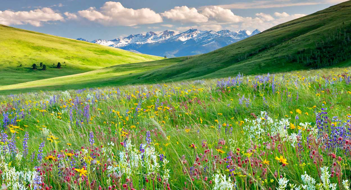 Wildflowers bloom vibrantly, covering a lush green meadow. The scene is framed by rolling hills under a blue sky with scattered clouds, with snow-capped mountains visible in the distance.