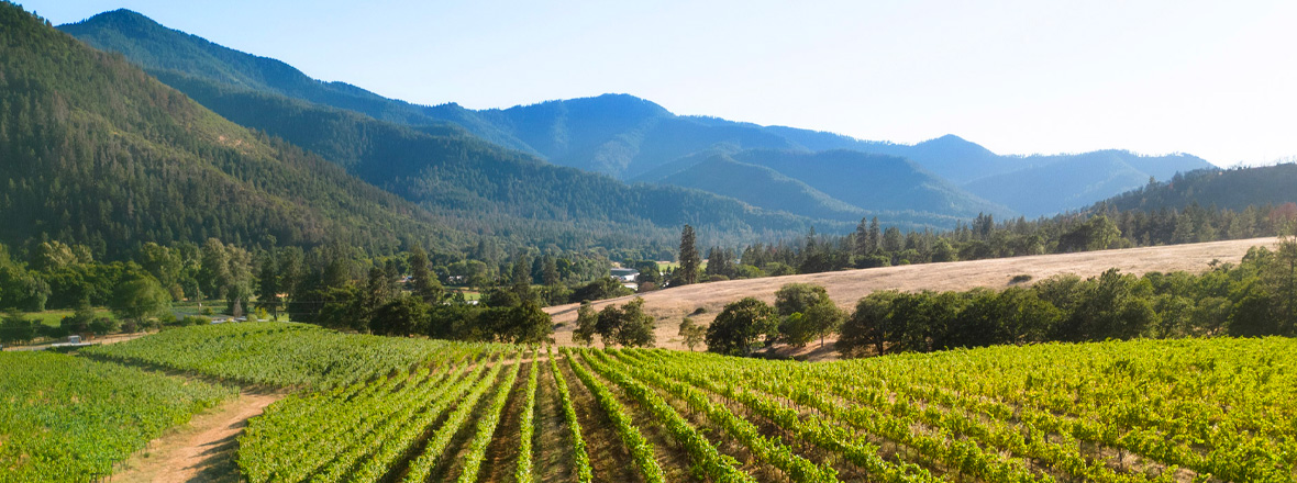 Vineyard rows against a forested mountain backdrop.