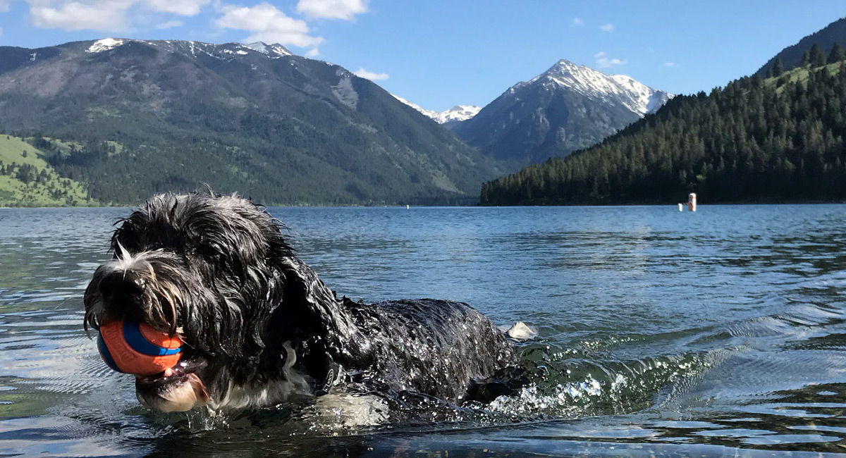 A wet dog swims with an orange ball in its mouth, surrounded by a lake with distant mountains under a partly cloudy sky.