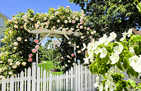 White picket fence and flower-covered garden arbor surrounded by blooming roses on a sunny day.